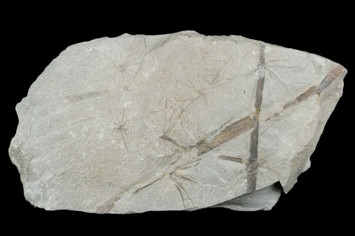 Pennsylvanian Fossil Horsetail (Annularia) Plate - Kentucky #176770